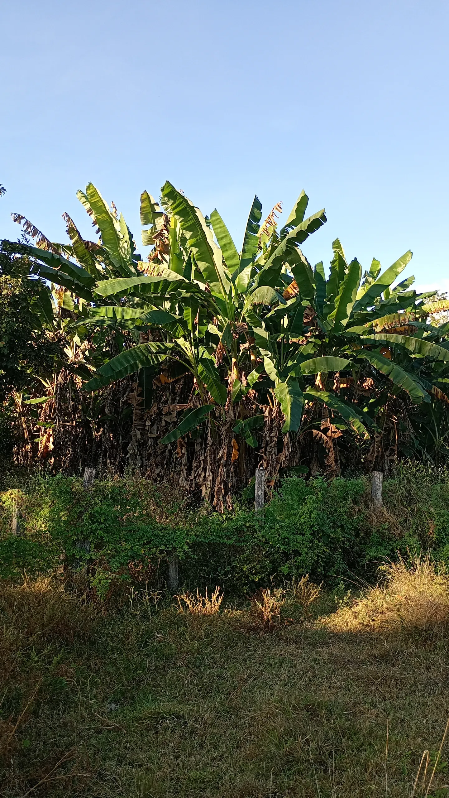 Chácara à venda de 10 ha em Itacajá, TO, Brasil