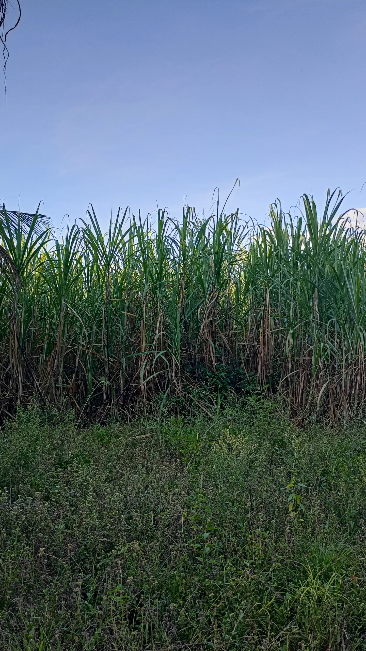 Chácara à venda de 10 ha em Itacajá, TO, Brasil