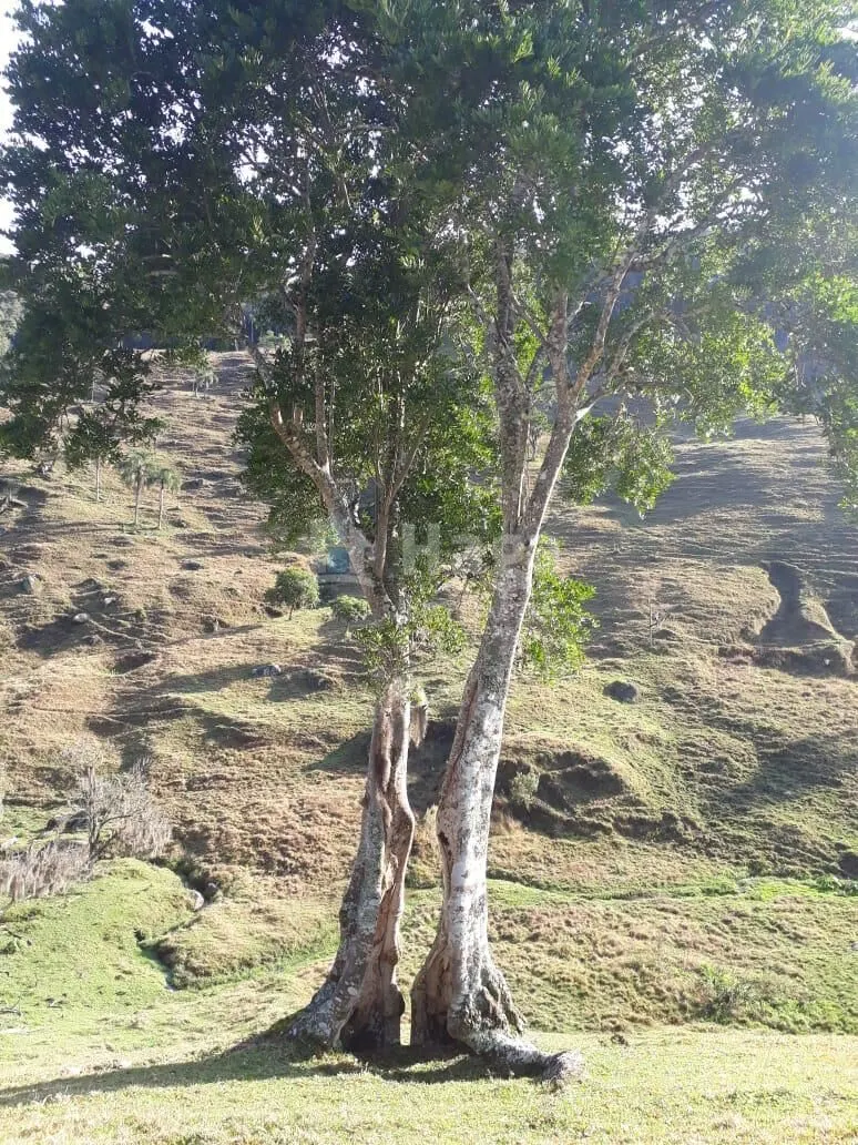 Chácara à venda de 35 ha em Angelina, SC, Brasil