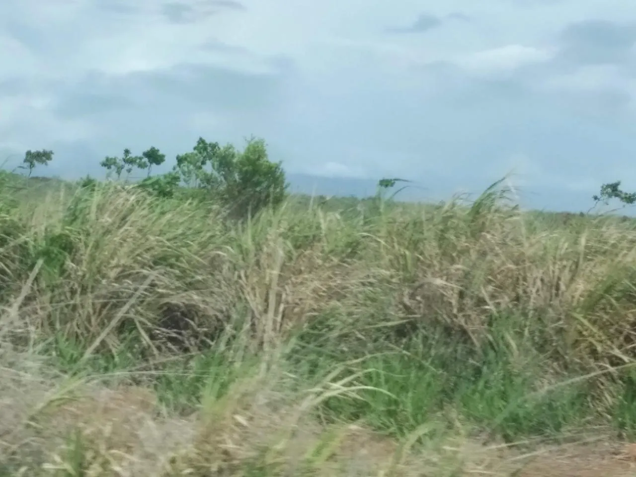 Fazenda à venda de 305 ha em Cantá, RR, Brasil