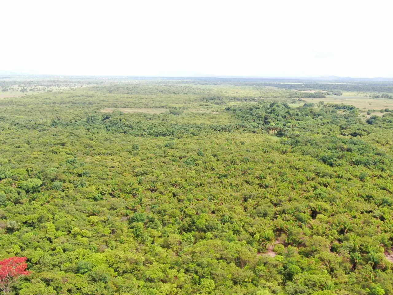 Fazenda à venda de 305 ha em Cantá, RR, Brasil