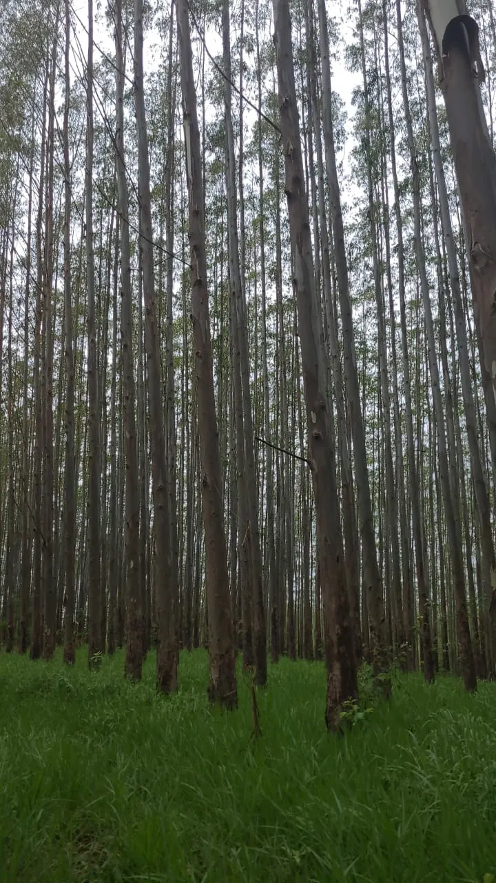 Fazenda à venda de 257 ha em Guaratinguetá, SP, Brasil