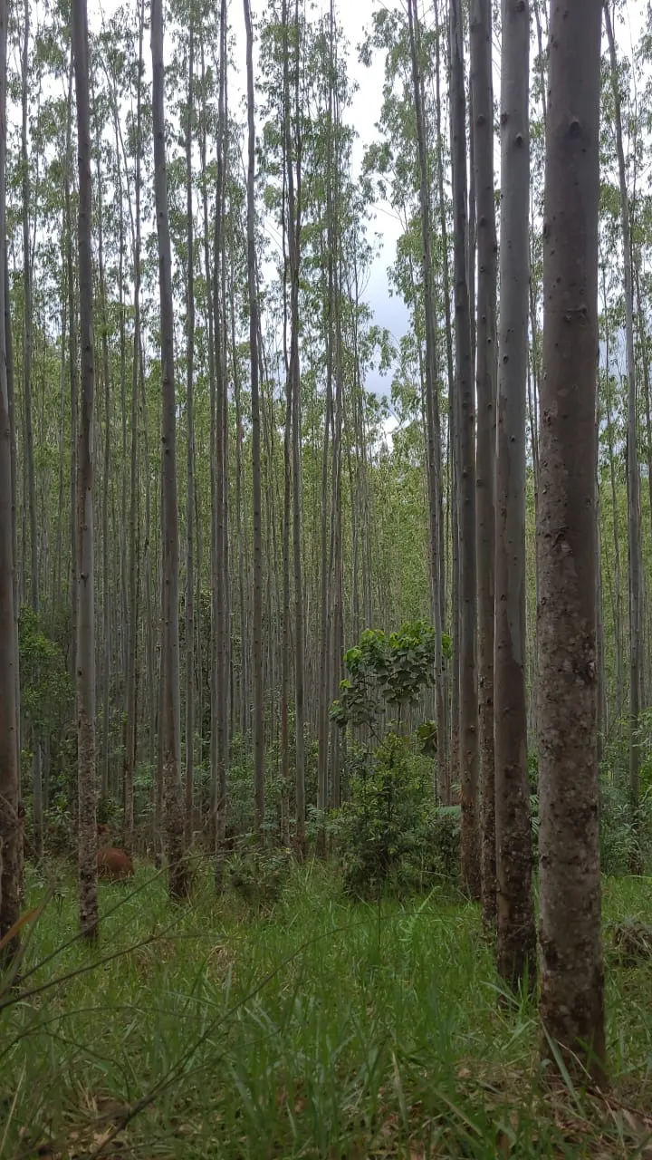 Fazenda à venda de 257 ha em Guaratinguetá, SP, Brasil