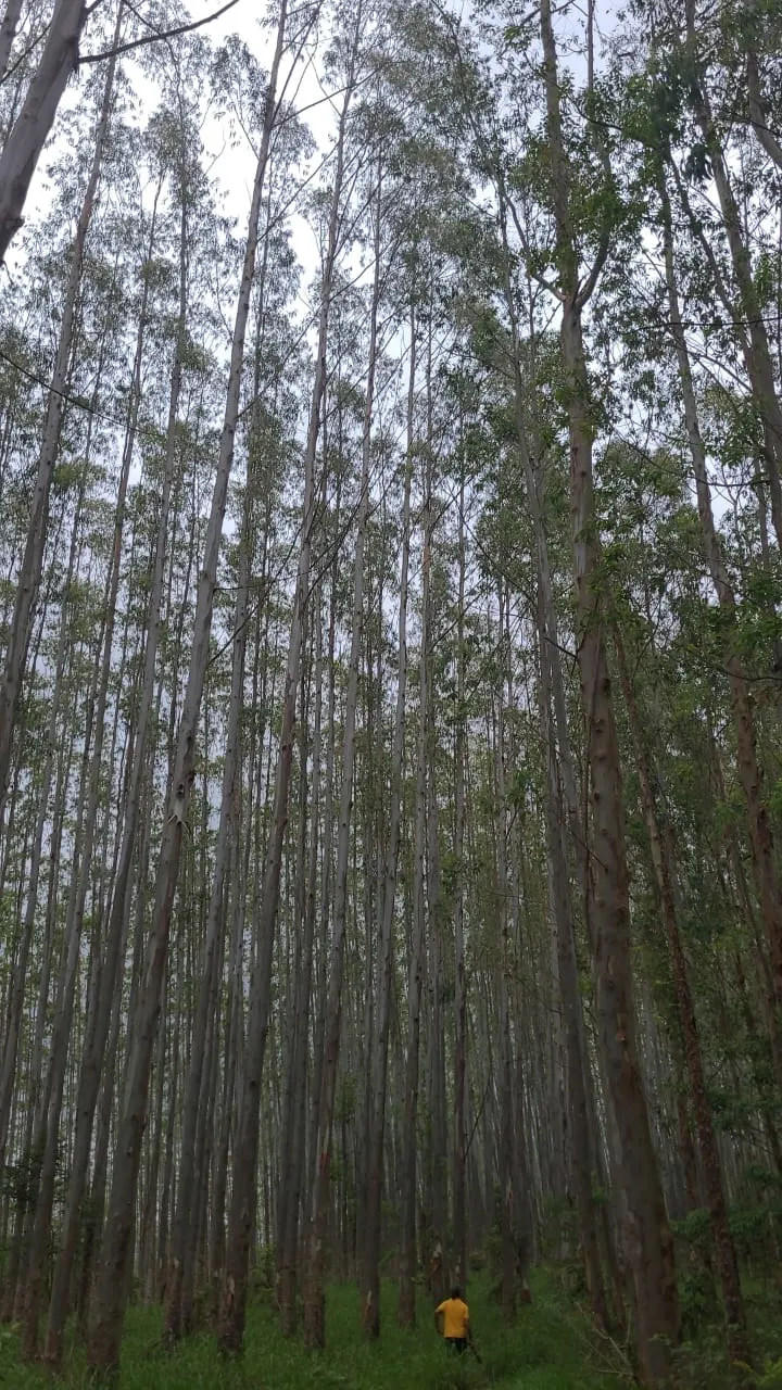 Fazenda à venda de 257 ha em Guaratinguetá, SP, Brasil