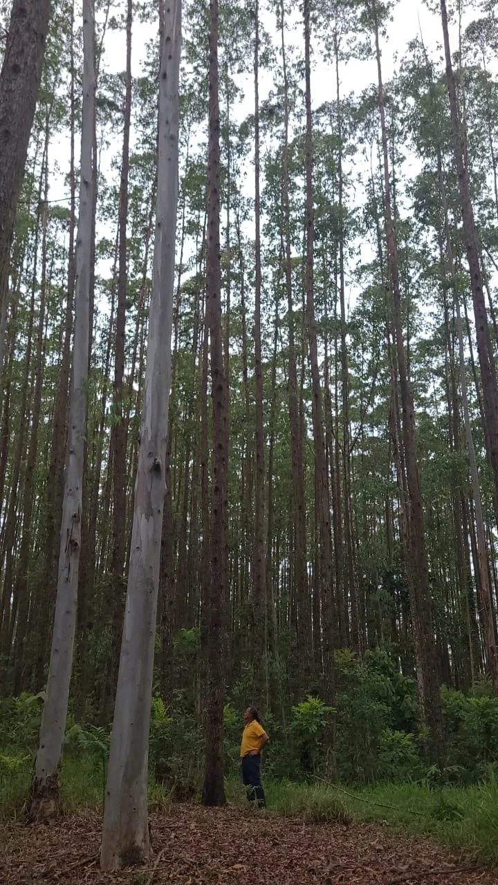 Fazenda à venda de 257 ha em Guaratinguetá, SP, Brasil