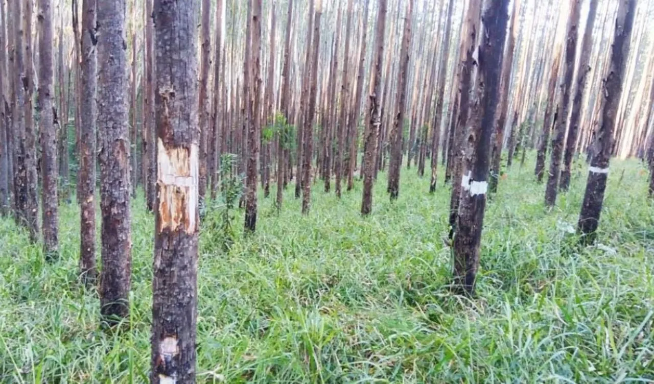 Fazenda à venda de 257 ha em Guaratinguetá, SP, Brasil