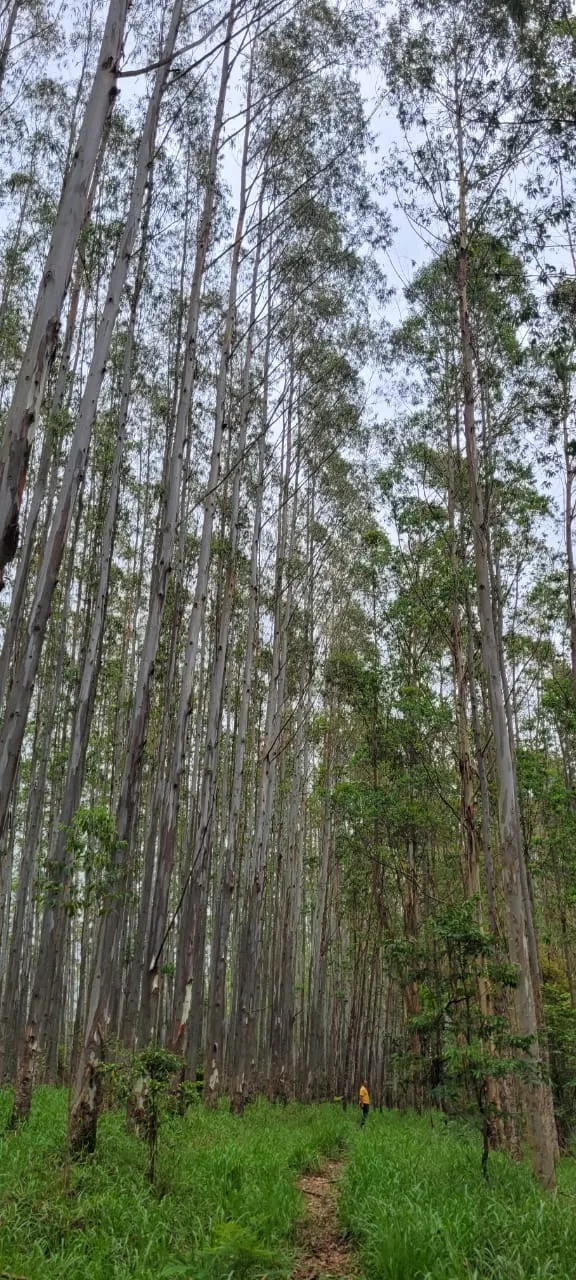 Fazenda à venda de 257 ha em Guaratinguetá, SP, Brasil