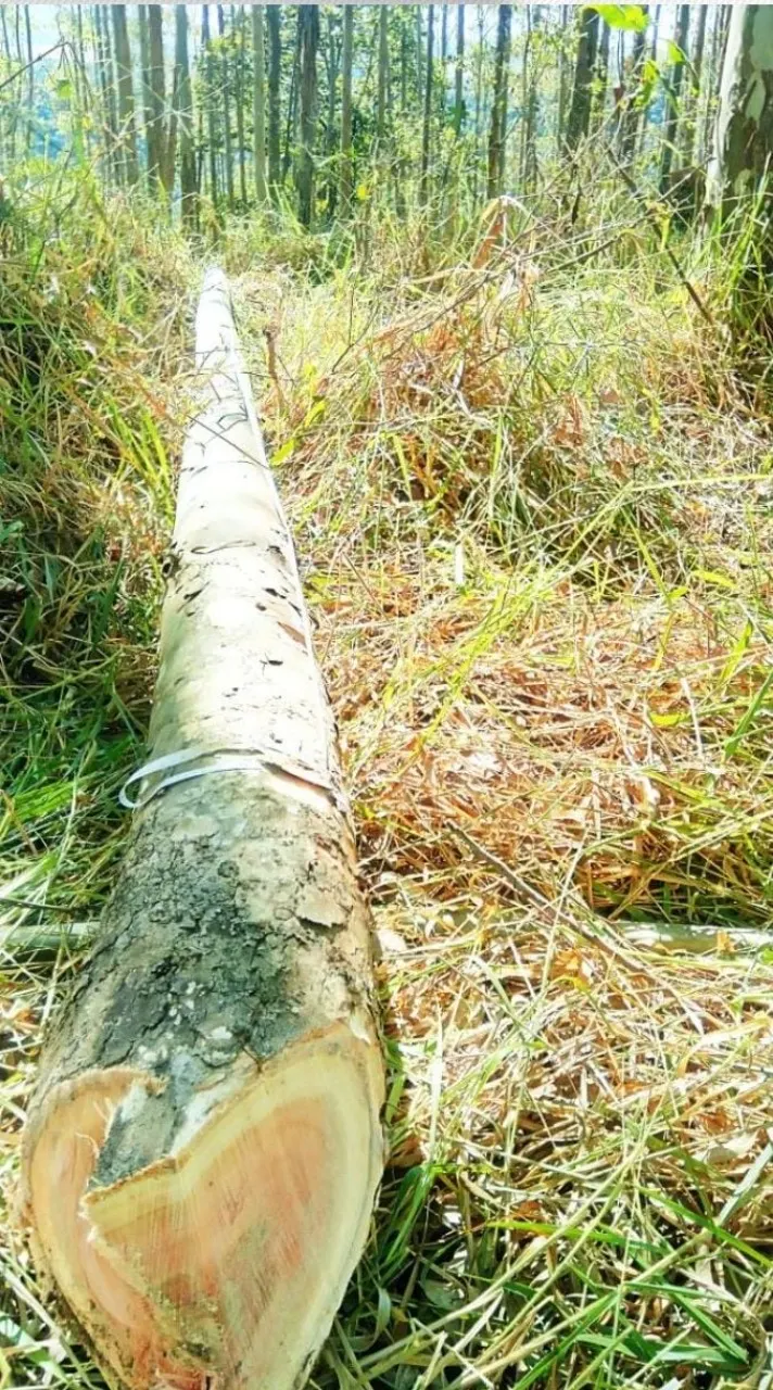 Fazenda à venda de 257 ha em Guaratinguetá, SP, Brasil