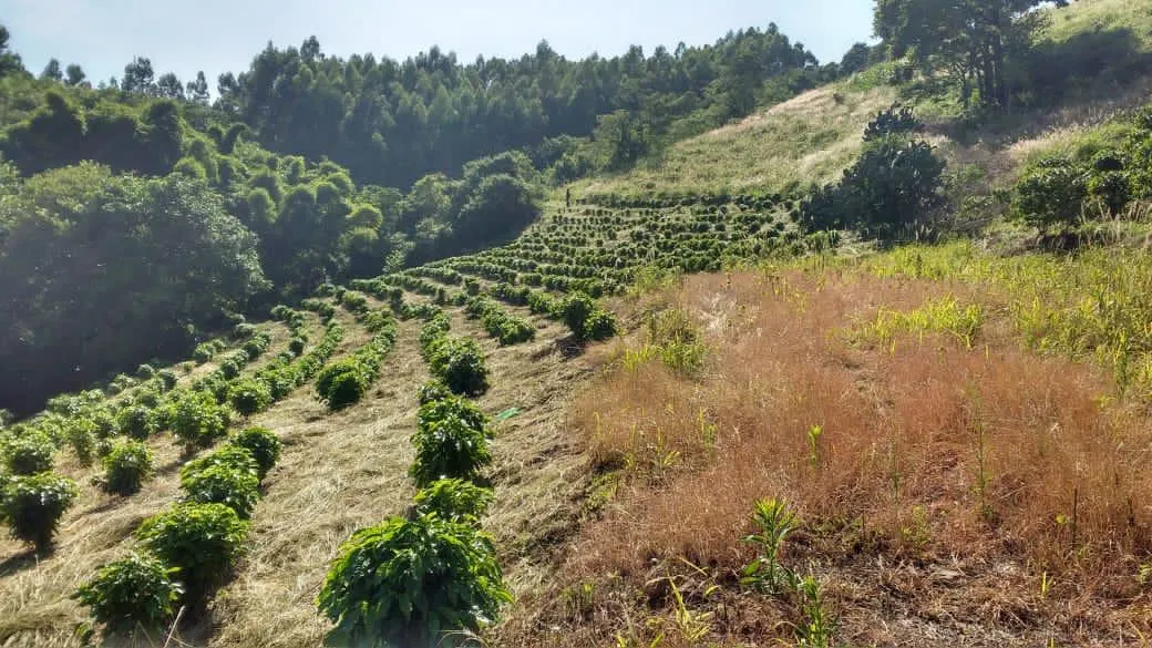 Sítio à venda de 9 ha em Serra Negra, SP, Brasil