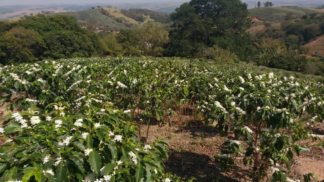Sítio à venda de 9 ha em Serra Negra, SP, Brasil
