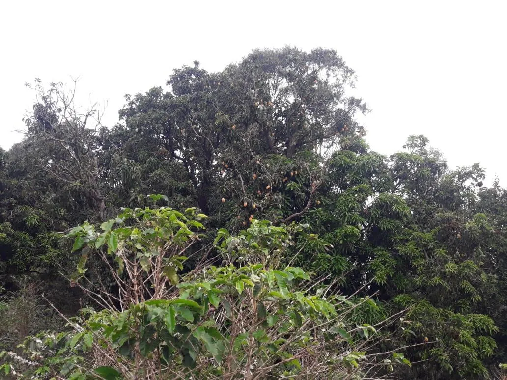 Sítio à venda de 9 ha em Serra Negra, SP, Brasil