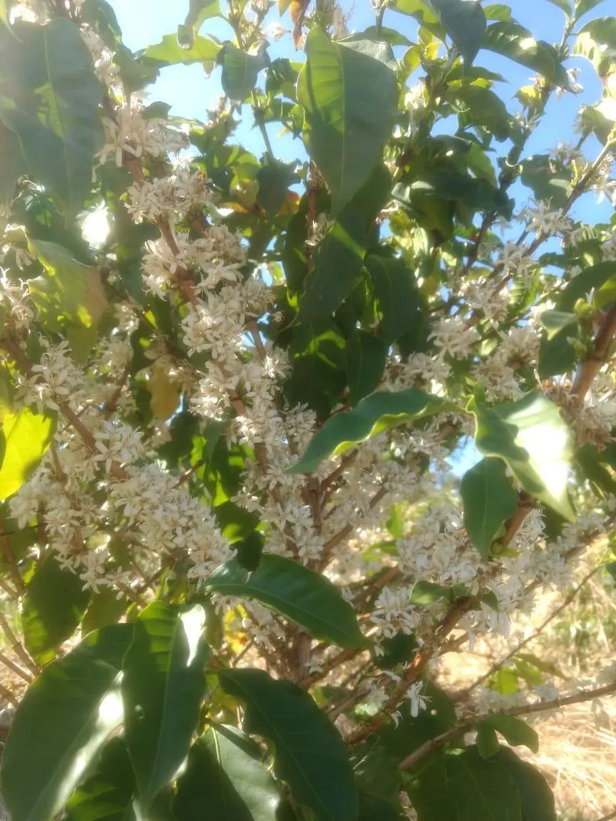 Sítio à venda de 9 ha em Serra Negra, SP, Brasil
