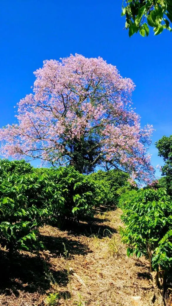 Sítio à venda de 9 ha em Serra Negra, SP, Brasil