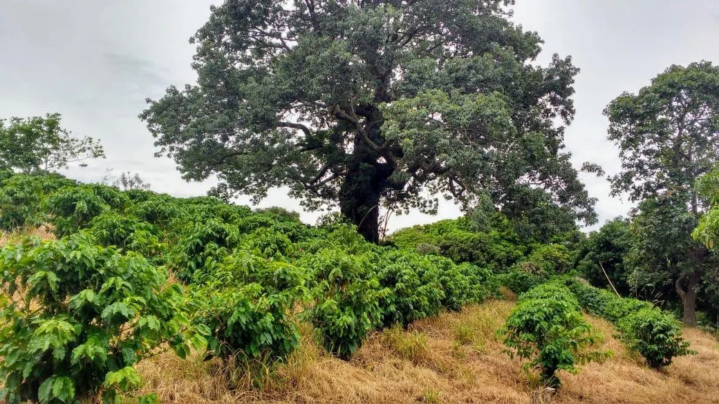 Sítio à venda de 9 ha em Serra Negra, SP, Brasil