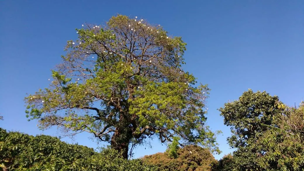 Sítio à venda de 9 ha em Serra Negra, SP, Brasil