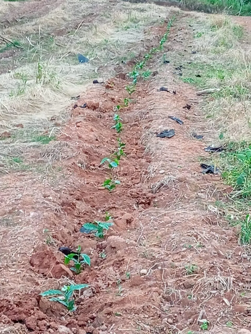 Sítio à venda de 9 ha em Serra Negra, SP, Brasil