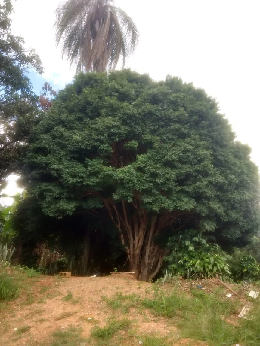 Sítio à venda de 9 ha em Serra Negra, SP, Brasil