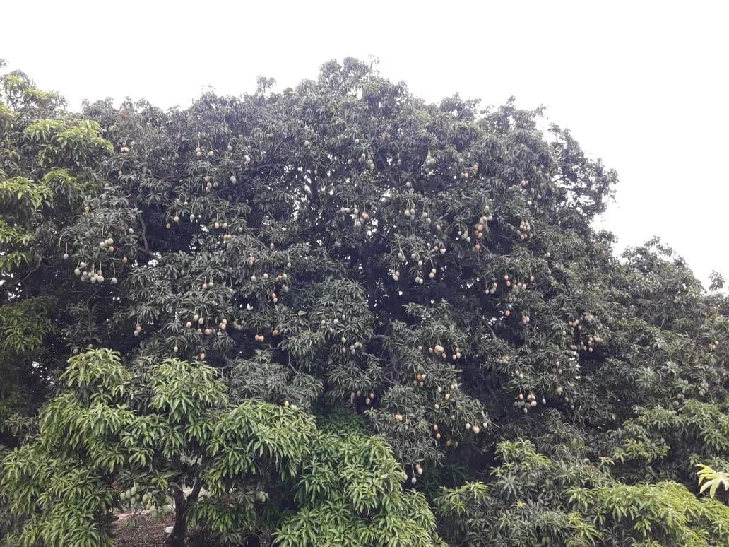 Sítio à venda de 9 ha em Serra Negra, SP, Brasil