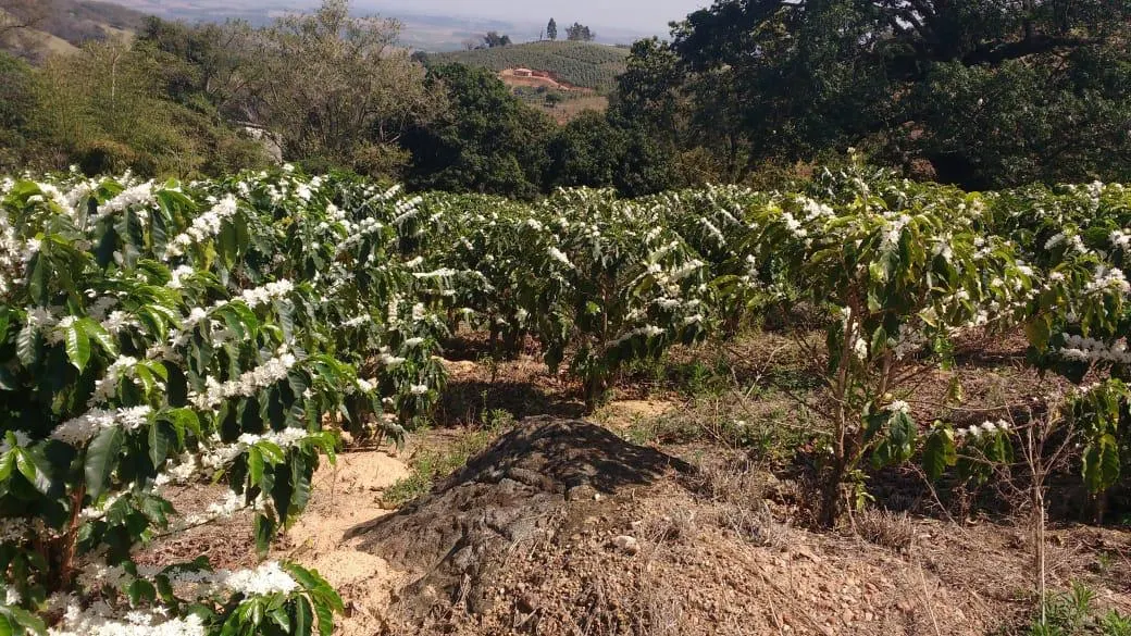 Sítio à venda de 9 ha em Serra Negra, SP, Brasil
