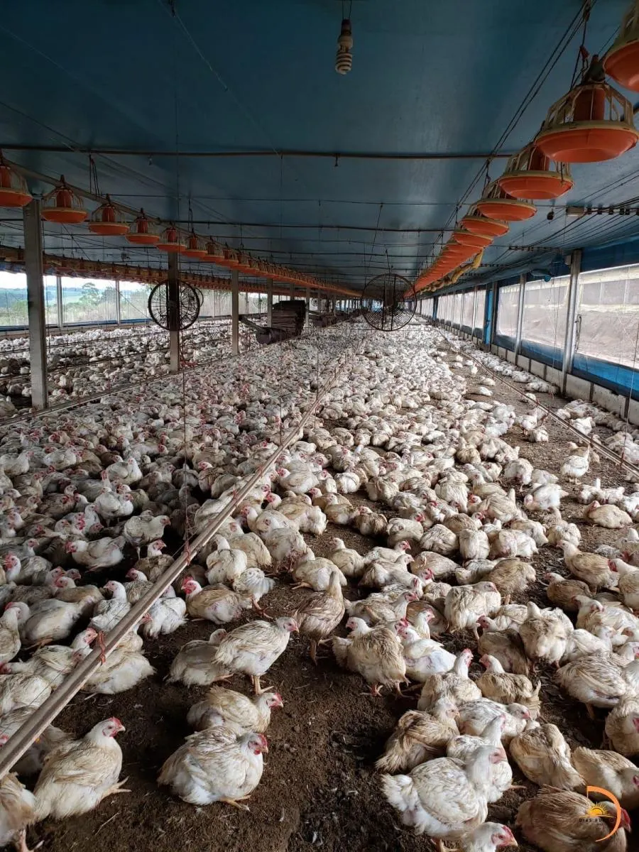 Sítio à venda de 8 ha em Bauru, SP, Brasil