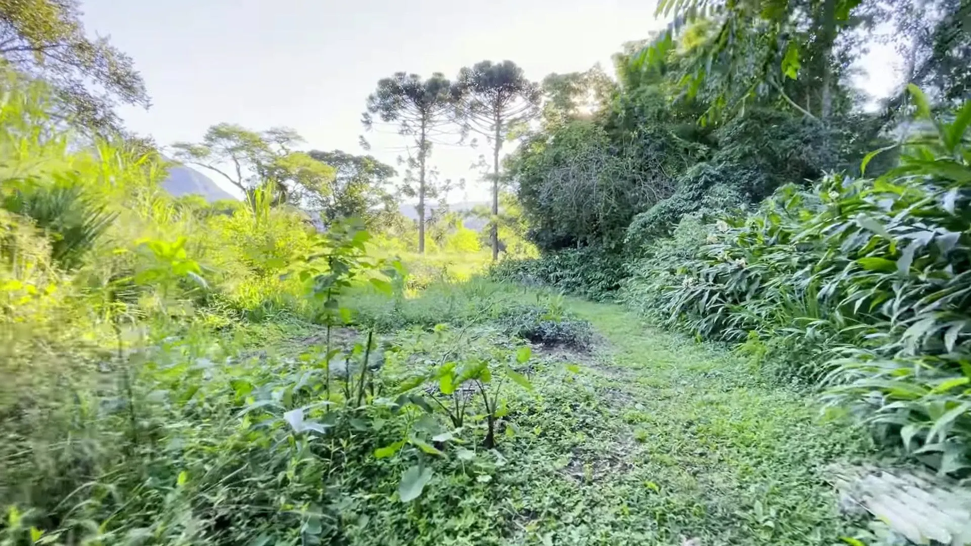 Chácara à venda de 8 ha em Itati, RS, Brasil
