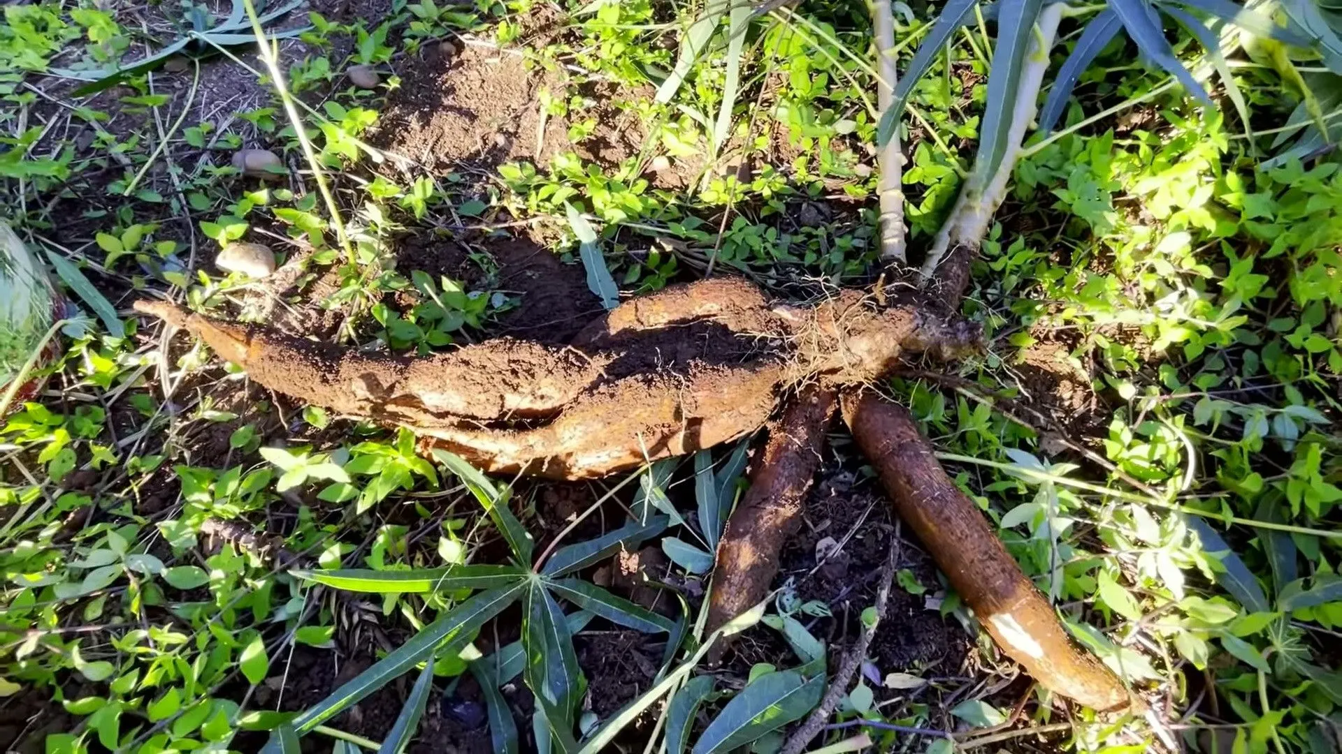 Chácara à venda de 8 ha em Itati, RS, Brasil