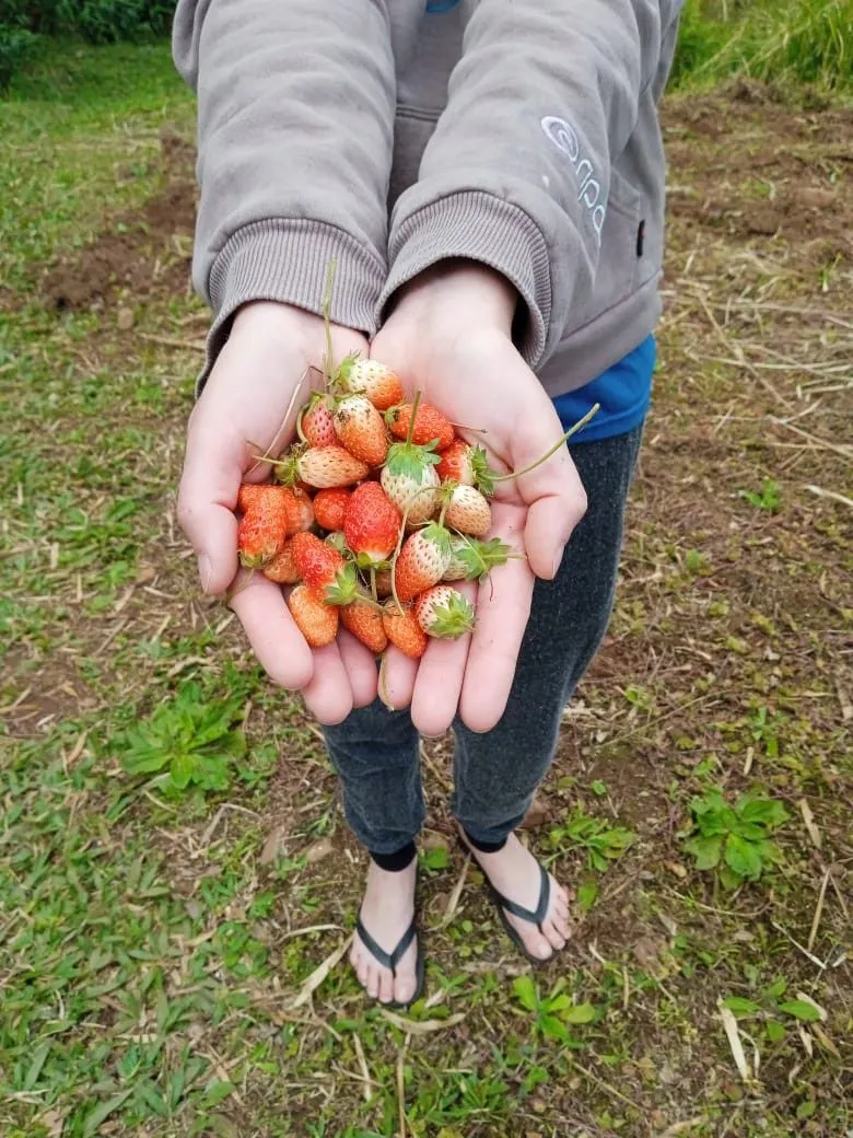 Chácara à venda de 8 ha em Itati, RS, Brasil