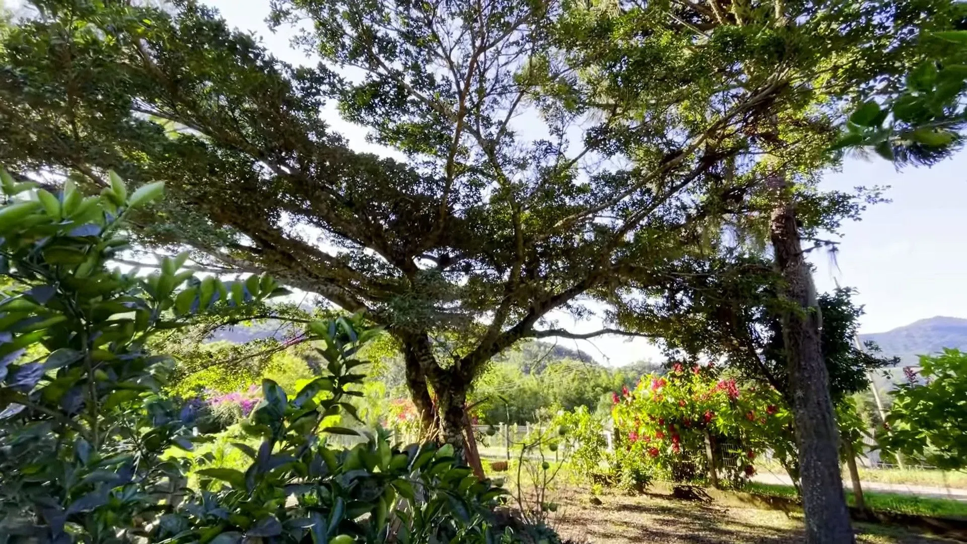 Chácara à venda de 8 ha em Itati, RS, Brasil