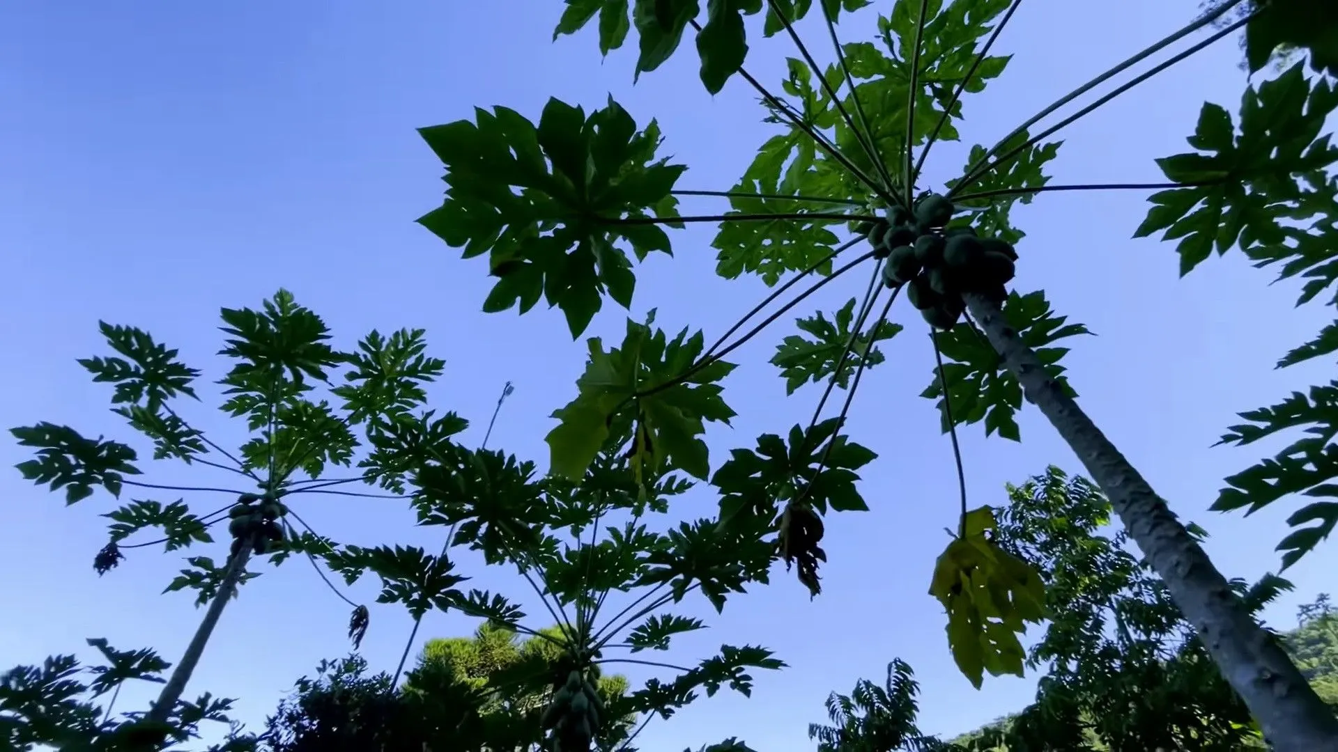 Chácara à venda de 8 ha em Itati, RS, Brasil