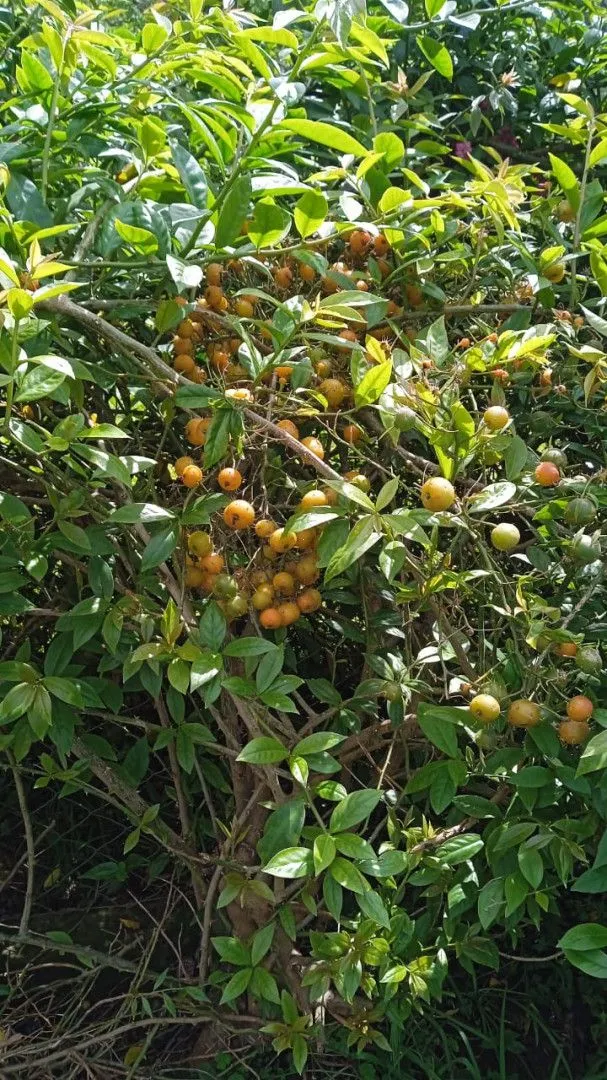 Chácara à venda de 8 ha em Itati, RS, Brasil