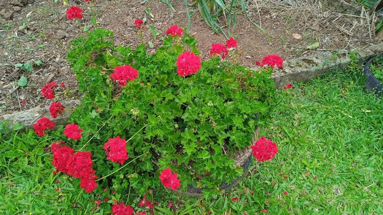 Chácara à venda de 8 ha em Itati, RS, Brasil