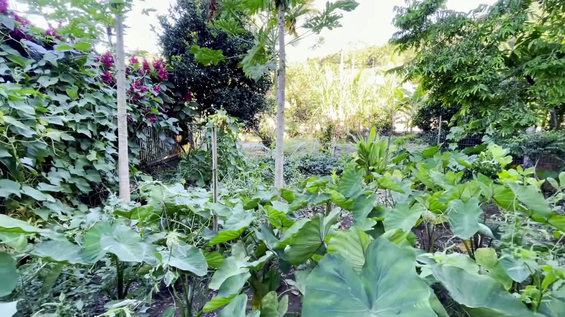 Chácara à venda de 8 ha em Itati, RS, Brasil