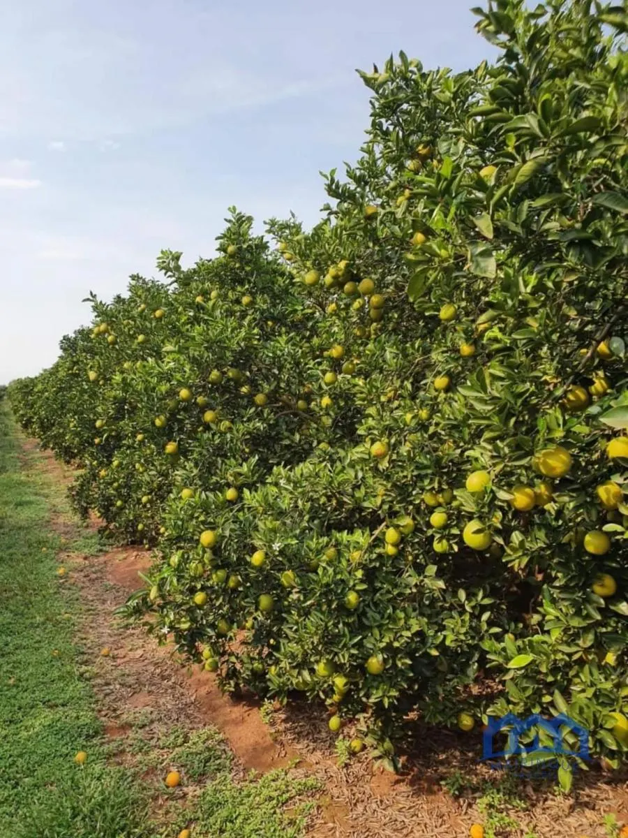 Fazenda à venda de 2.306 ha em Avaré, SP, Brasil