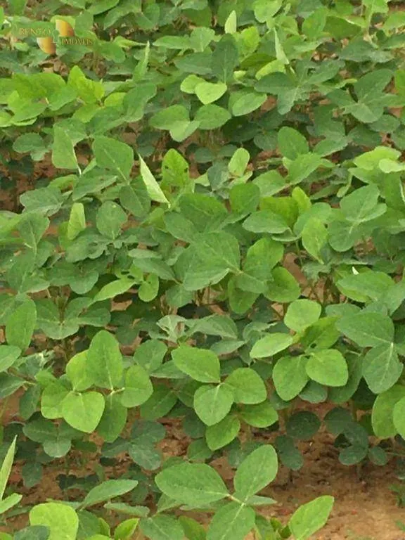 Fazenda à venda de 2.500 ha em Rosário Oeste, MT, Brasil