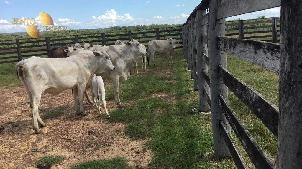 Fazenda à venda de 2.500 ha em Rosário Oeste, MT, Brasil