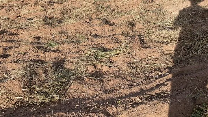 Chácara à venda de 4.400 m² em Glorinha, RS, Brasil