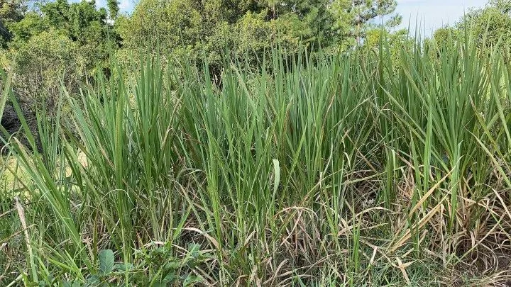 Chácara à venda de 4.400 m² em Glorinha, RS, Brasil