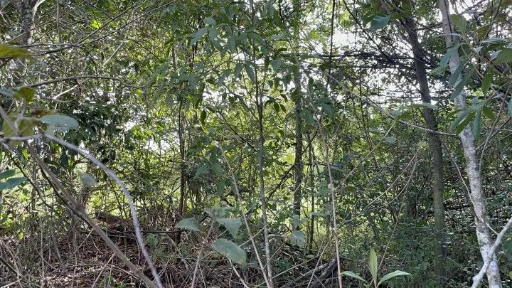 Chácara à venda de 4.400 m² em Glorinha, RS, Brasil
