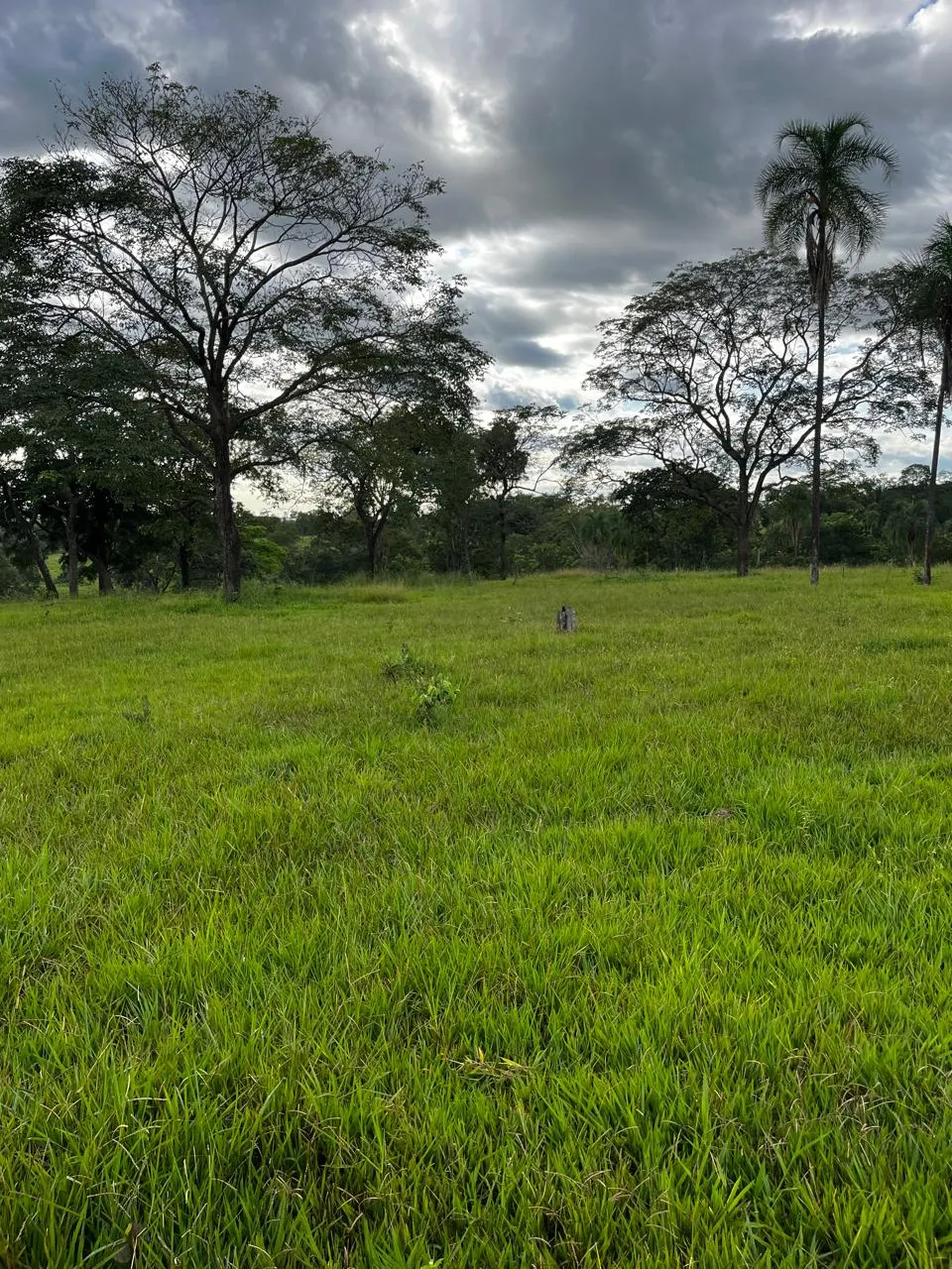 Fazenda à venda de 1.157 ha em Alto Araguaia, MT, Brasil