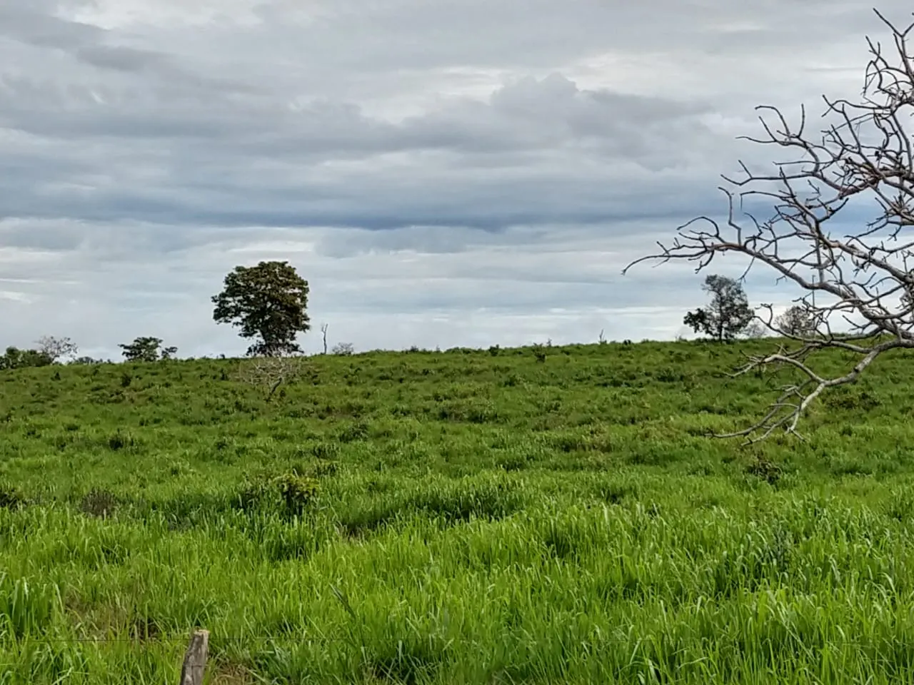 Fazenda à venda de 1.157 ha em Alto Araguaia, MT, Brasil