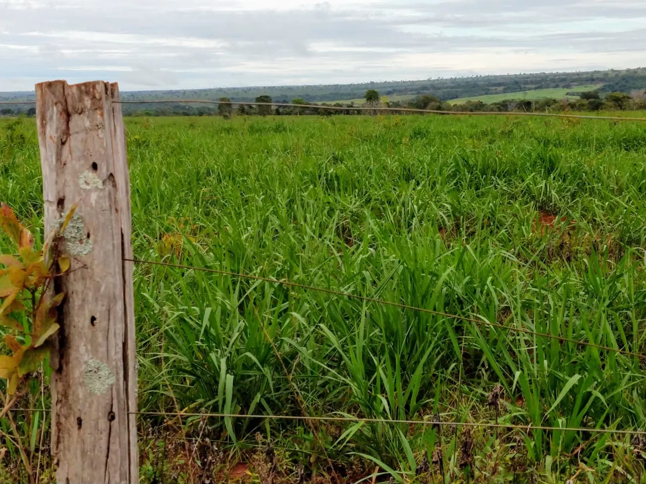 Fazenda à venda de 1.157 ha em Alto Araguaia, MT, Brasil