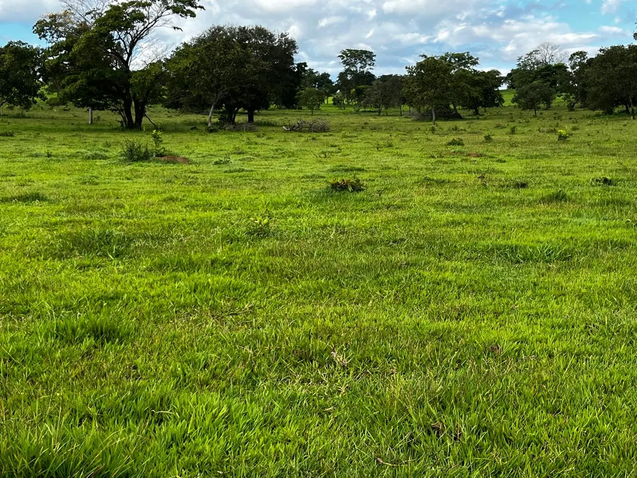 Fazenda à venda de 1.157 ha em Alto Araguaia, MT, Brasil