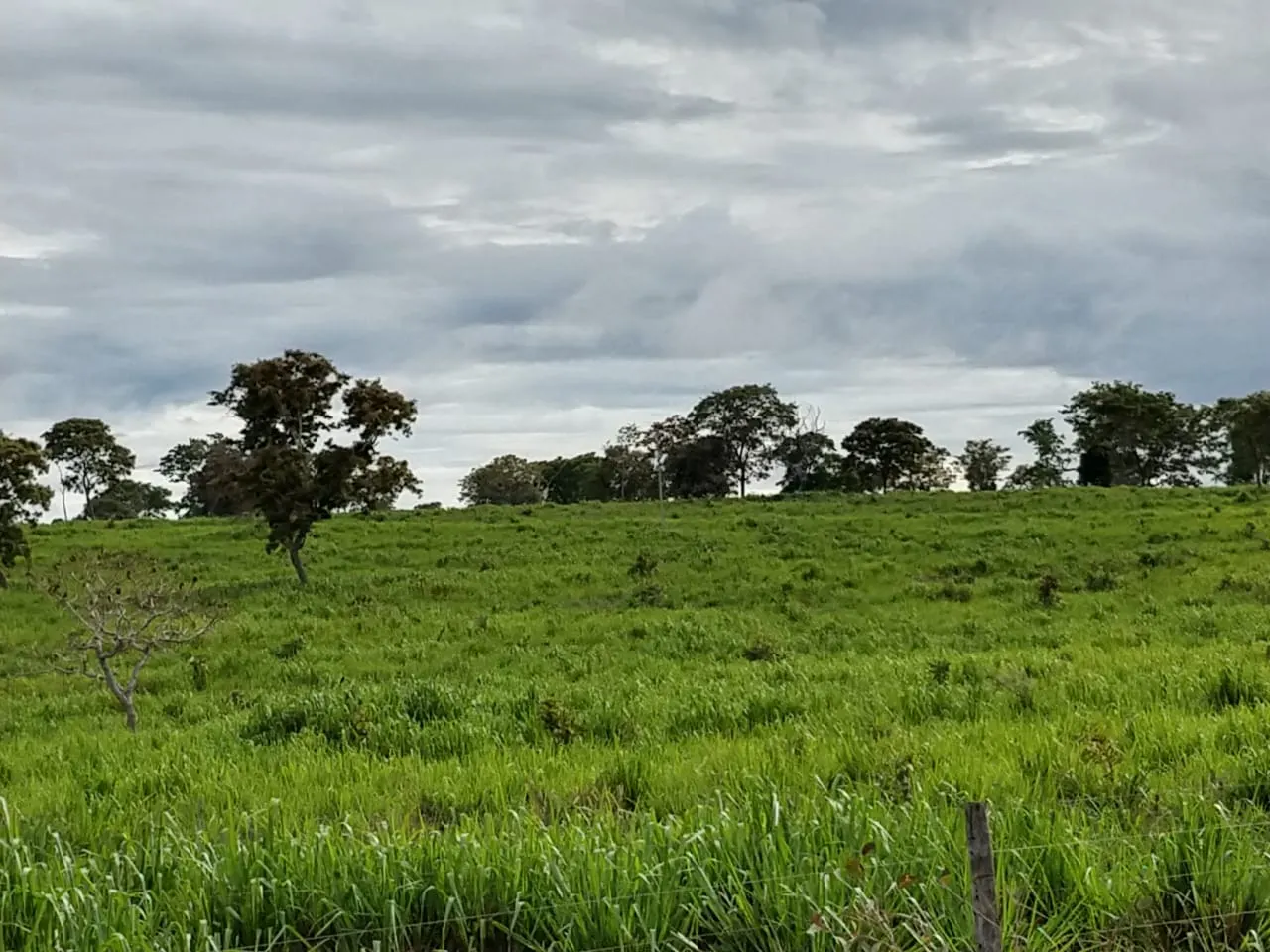 Fazenda à venda de 1.157 ha em Alto Araguaia, MT, Brasil