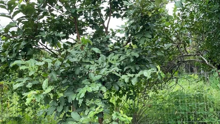 Plot for sale of 616 m² in Maquiné, RS, Brazil