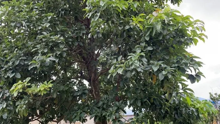 Plot for sale of 616 m² in Maquiné, RS, Brazil