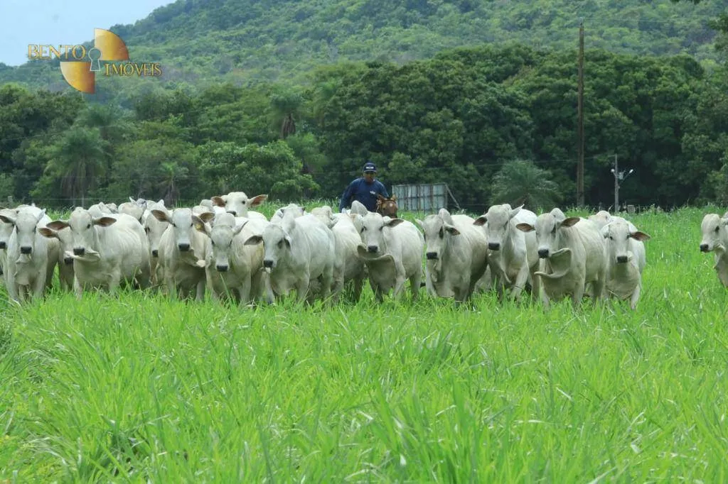 Fazenda à venda de 314 ha em Santo Antônio do Leverger, MT, Brasil