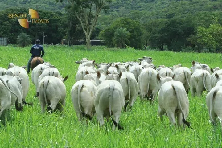 Fazenda à venda de 314 ha em Santo Antônio do Leverger, MT, Brasil
