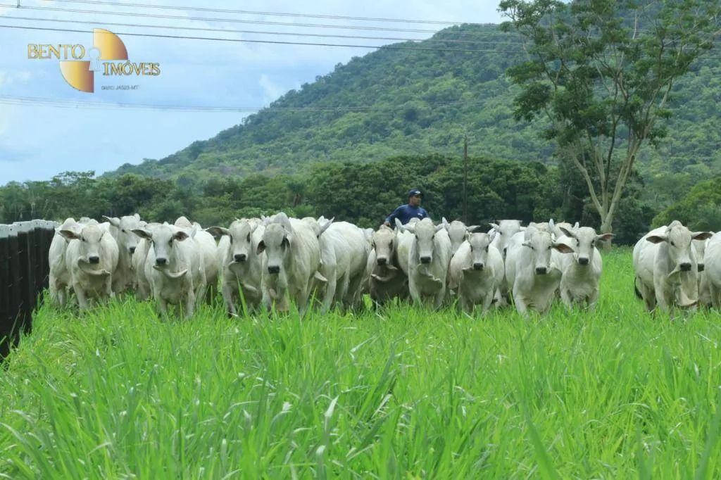 Fazenda à venda de 314 ha em Santo Antônio do Leverger, MT, Brasil