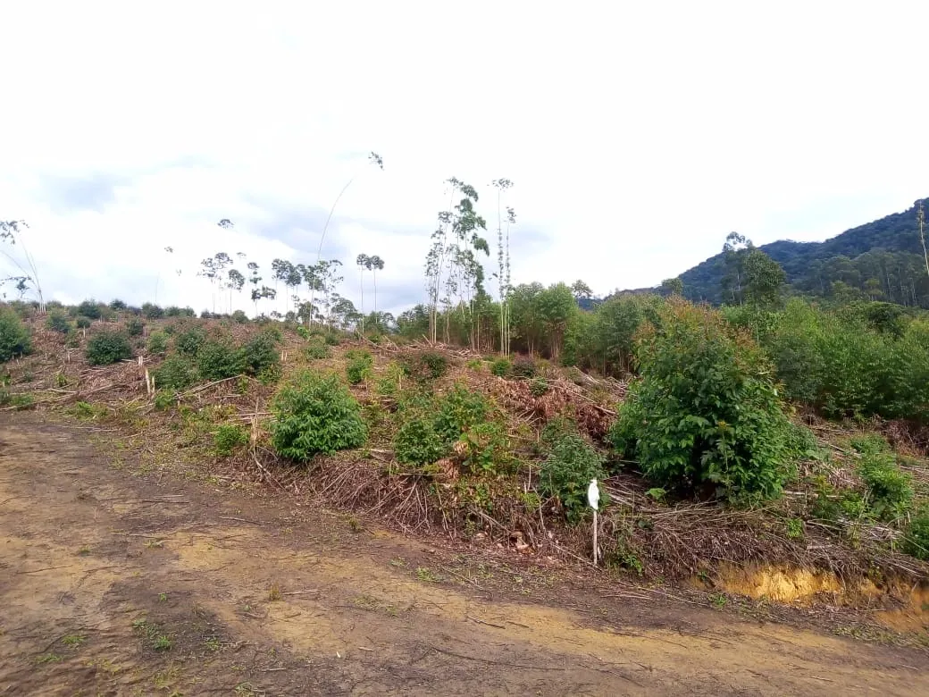 Small farm for sale of 48 acres in Paraibuna, SP, Brazil