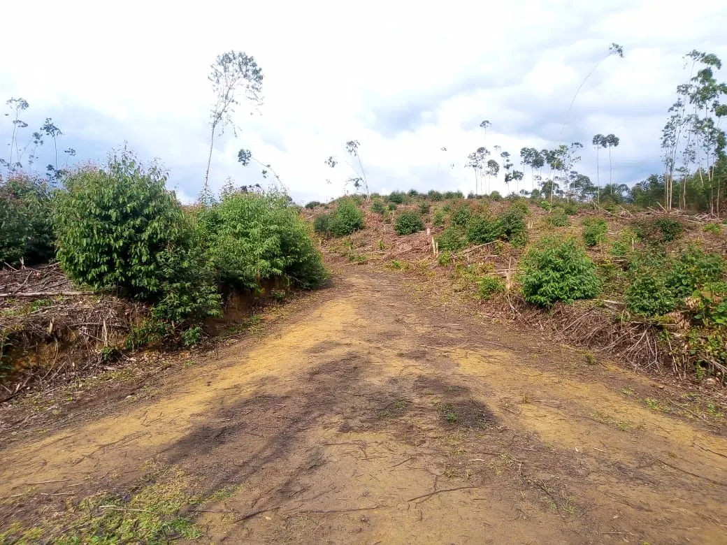 Small farm for sale of 48 acres in Paraibuna, SP, Brazil